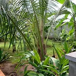 Panopano House